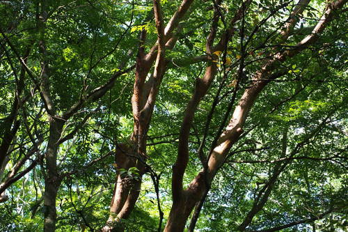 Stewartia monadelpha (tall stewartia) (alternate view 4)