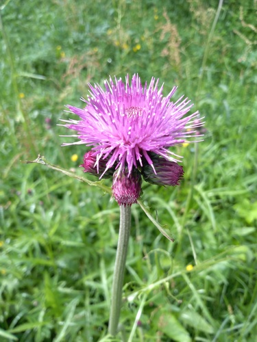 Cirsium rivulare (alternate view 7)