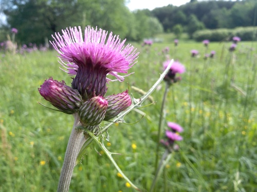Cirsium rivulare (alternate view 6)