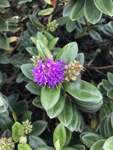 Veronica × franciscana (Hedge Veronica) (alternate view 6)