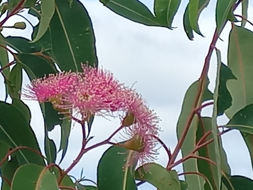Corymbia calophylla (Marri) (alternate view 5)