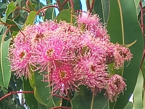 Corymbia calophylla (Marri) (alternate view 6)