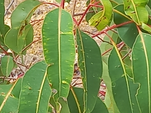 Corymbia calophylla (Marri) (alternate view 7)