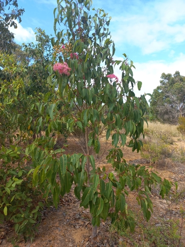 Corymbia calophylla (Marri) (alternate view 8)