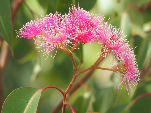 Corymbia calophylla (Marri) (alternate view 9)