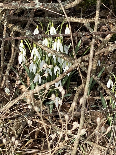 Galanthus nivalis (Common Snowdrop) (alternate view 2)