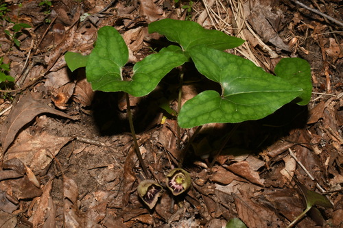 Asarum (wild gingers) (alternate view 5)