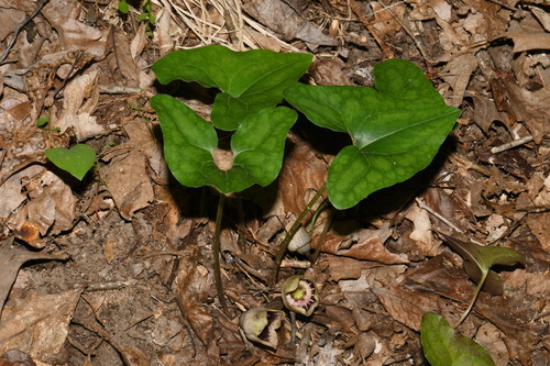 Asarum (wild gingers) (alternate view 6)