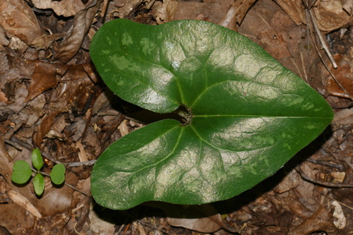 Asarum (wild gingers) (alternate view 7)