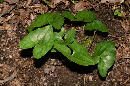 Asarum (wild gingers) (alternate view 4)