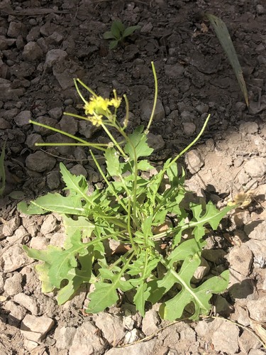 Sisymbrium irio (London rocket) (alternate view 3)
