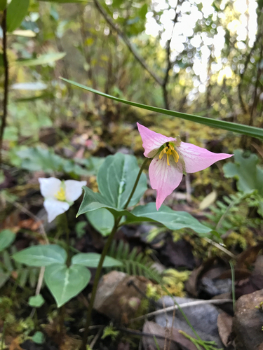 Pseudotrillium rivale (brook wakerobin)