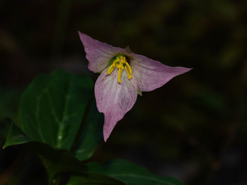 Pseudotrillium rivale (brook wakerobin) (alternate view 2)