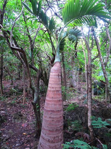Hyophorbe lagenicaulis (Bottle Palm)