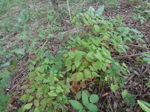 Epimedium (barrenworts) (alternate view 6)