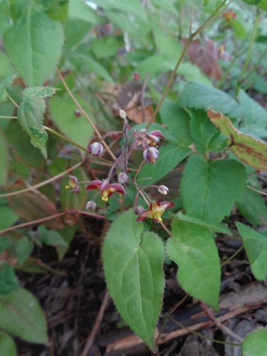Epimedium (barrenworts) (alternate view 7)
