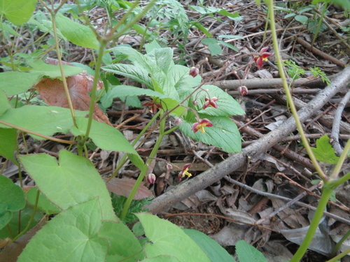 Epimedium (barrenworts) (alternate view 8)