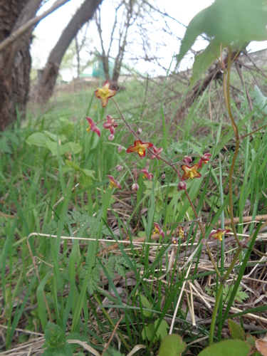 Epimedium (barrenworts) (alternate view 10)