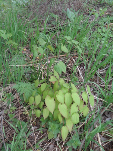 Epimedium (barrenworts) (alternate view 9)