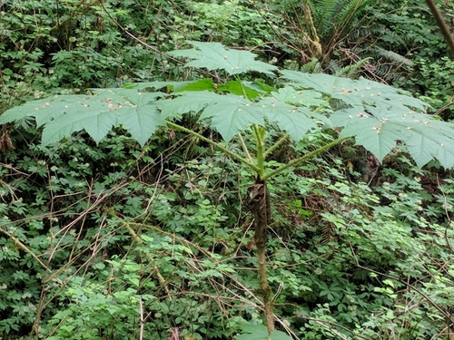 Oplopanax horridus (devil's club)