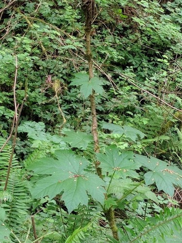 Oplopanax horridus (devil's club) (alternate view 2)