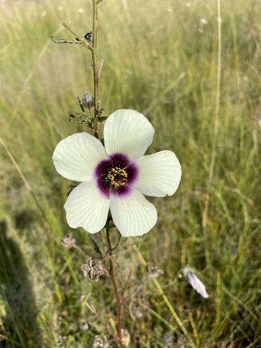 Hibiscus trionum (flower-of-an-hour)