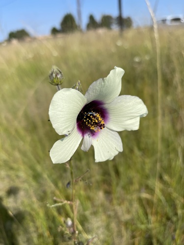 Hibiscus trionum (flower-of-an-hour) (alternate view 2)