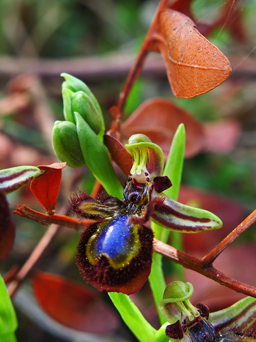 Ophrys (Bee Orchids) (alternate view 6)