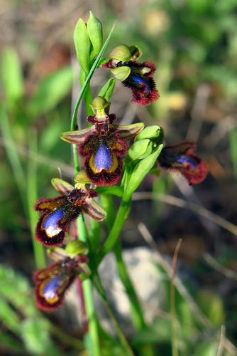 Ophrys (Bee Orchids) (alternate view 7)