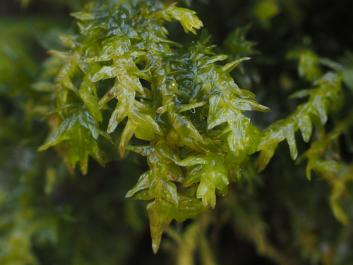Pseudanomodon attenuatus (tree-skirt moss) (alternate view 2)