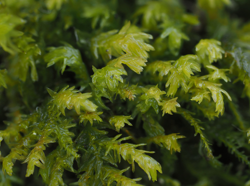 Pseudanomodon attenuatus (tree-skirt moss) (alternate view 3)