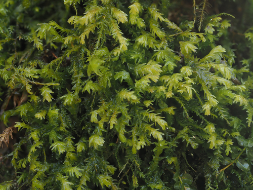 Pseudanomodon attenuatus (tree-skirt moss) (alternate view 4)