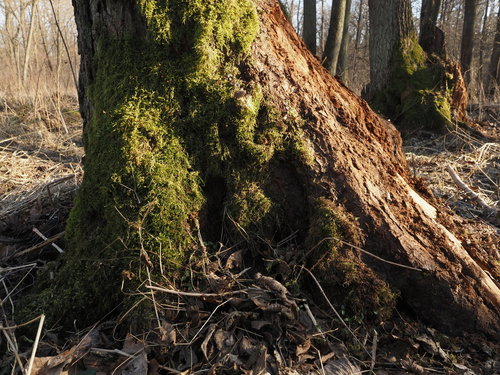 Pseudanomodon attenuatus (tree-skirt moss) (alternate view 5)