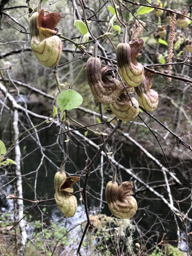 Aristolochia californica (California Dutchman's Pipe) (alternate view 7)