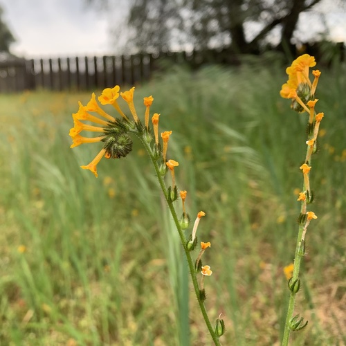Amsinckia menziesii (Common Fiddleneck) (alternate view 9)