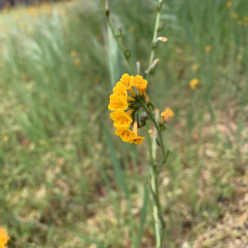 Amsinckia menziesii (Common Fiddleneck) (alternate view 10)
