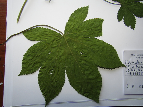 Humulus scandens (Japanese Hops)