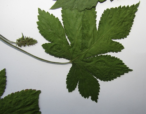 Humulus scandens (Japanese Hops) (alternate view 3)