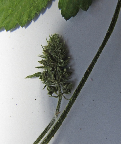 Humulus scandens (Japanese Hops) (alternate view 4)