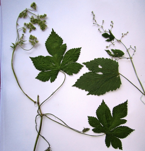 Humulus scandens (Japanese Hops) (alternate view 5)