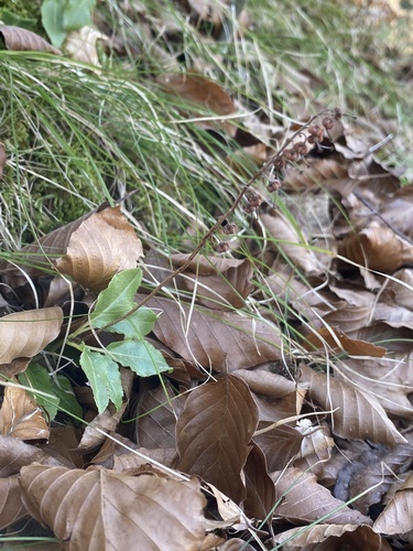 Orthilia secunda (one-sided wintergreen)