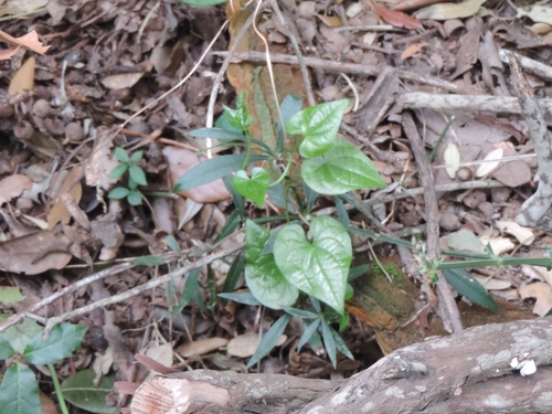 Dioscorea communis (Black Bryony)
