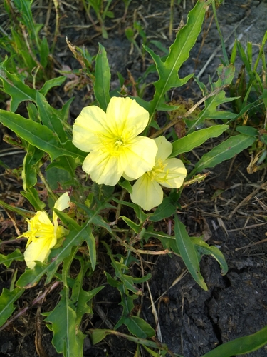 Oenothera triloba (Stemless Evening Primrose)