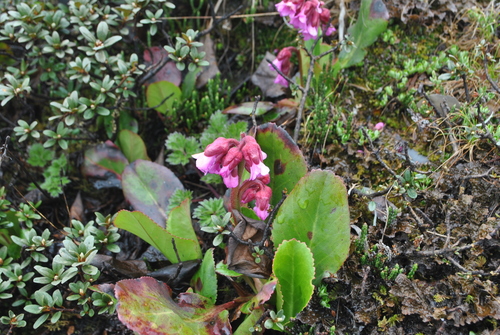 Bergenia purpurascens (alternate view 5)