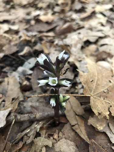 Obolaria virginica (pennywort) (alternate view 2)