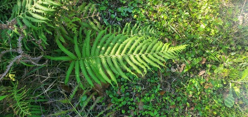 Pelazoneuron kunthii (Widespread Maiden Fern)