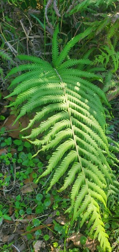 Pelazoneuron kunthii (Widespread Maiden Fern) (alternate view 2)