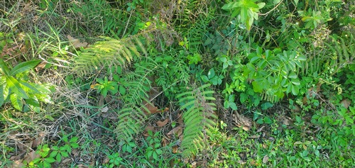 Pelazoneuron kunthii (Widespread Maiden Fern) (alternate view 3)