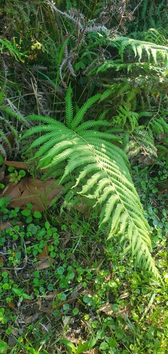 Pelazoneuron kunthii (Widespread Maiden Fern) (alternate view 4)