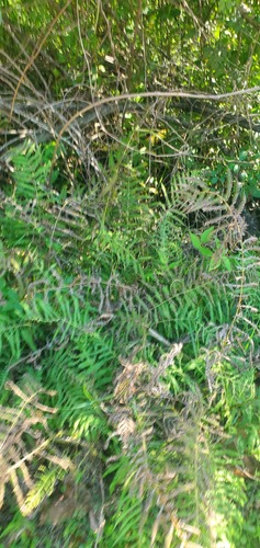 Pelazoneuron kunthii (Widespread Maiden Fern) (alternate view 5)